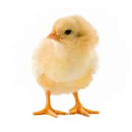 Chicks