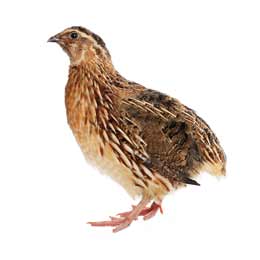 Quail