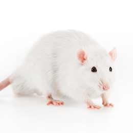 Rats