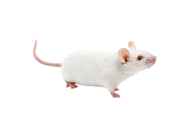 Mice
