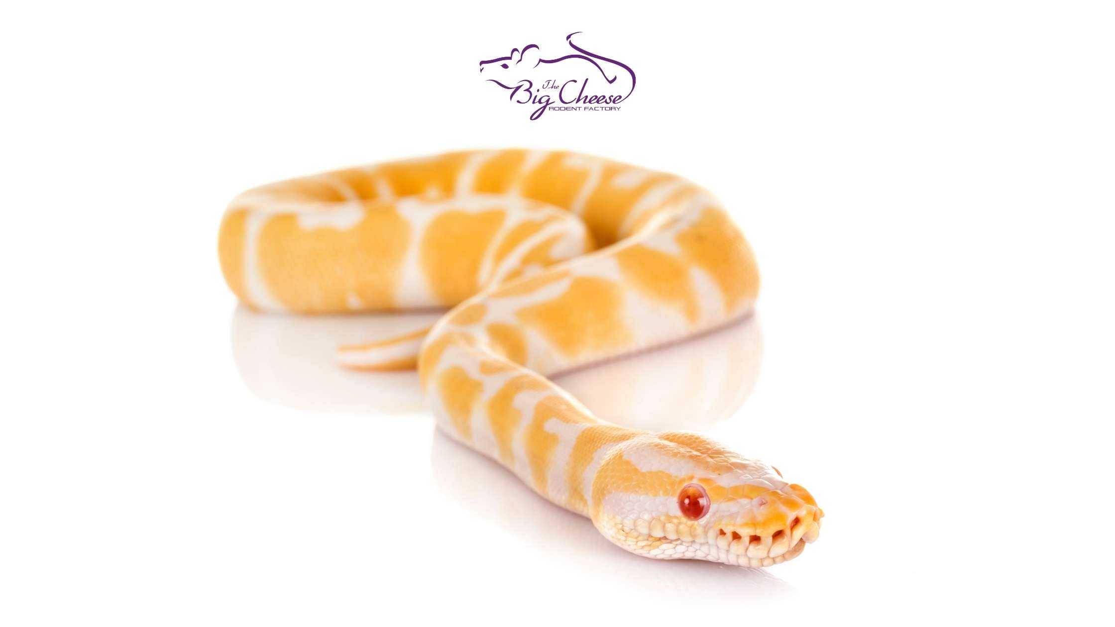 Feeding Challenges in Captive Reptiles: What Every Owner Should Know