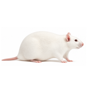 Colossal Rats