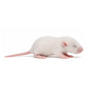 Fuzzy Rats
