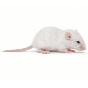 Hopper Mice