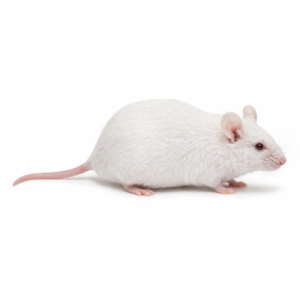 Jumbo Mice
