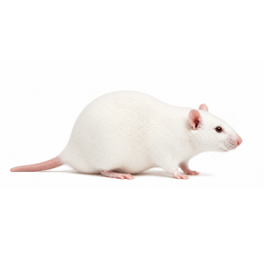 Jumbo Rats