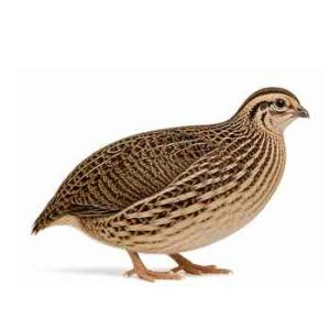 Large Quail