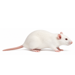 Large Rats