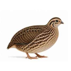 Medium Quail