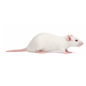 Medium Rats