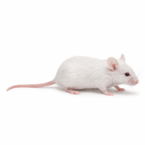 Small Adult Mice