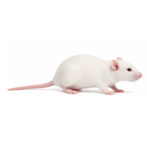 Small Rats