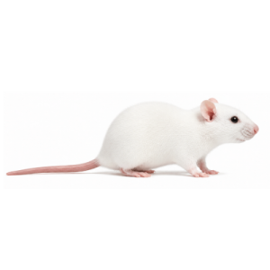 Weaned Rats