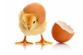 Chicks