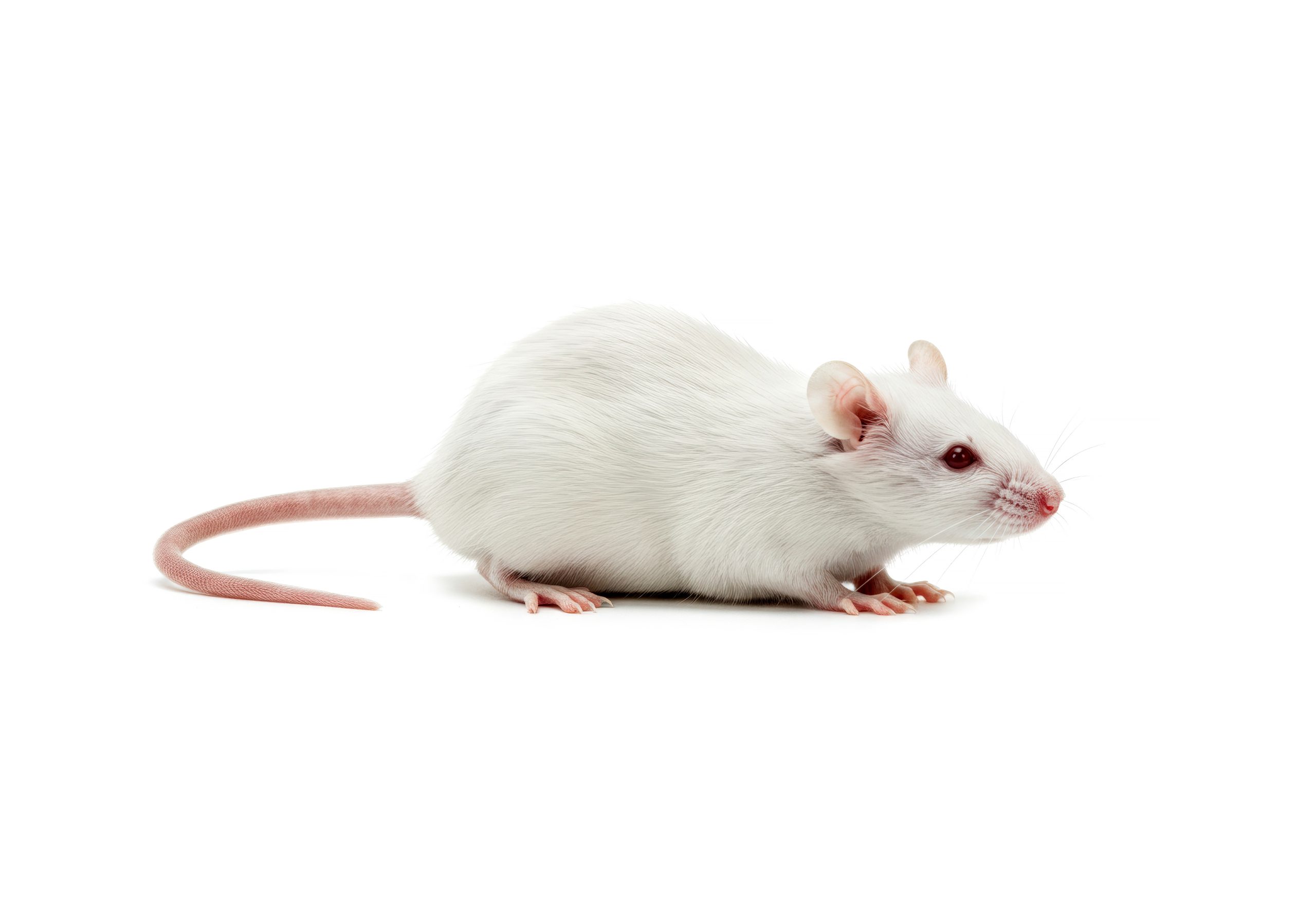 Mice