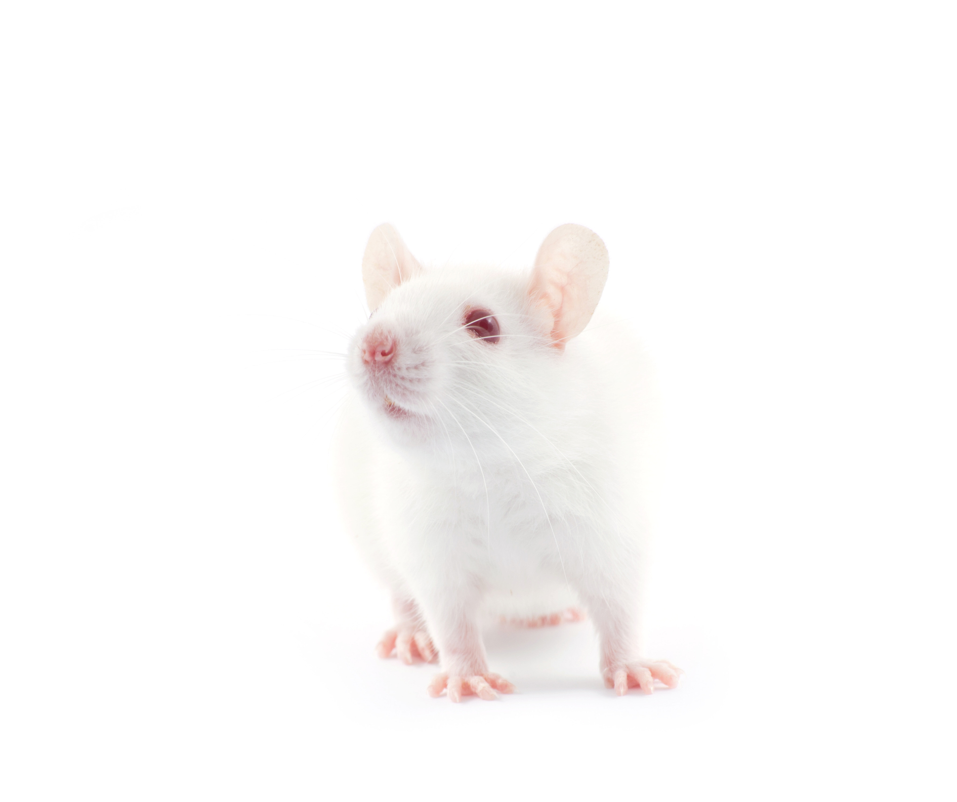 Rats